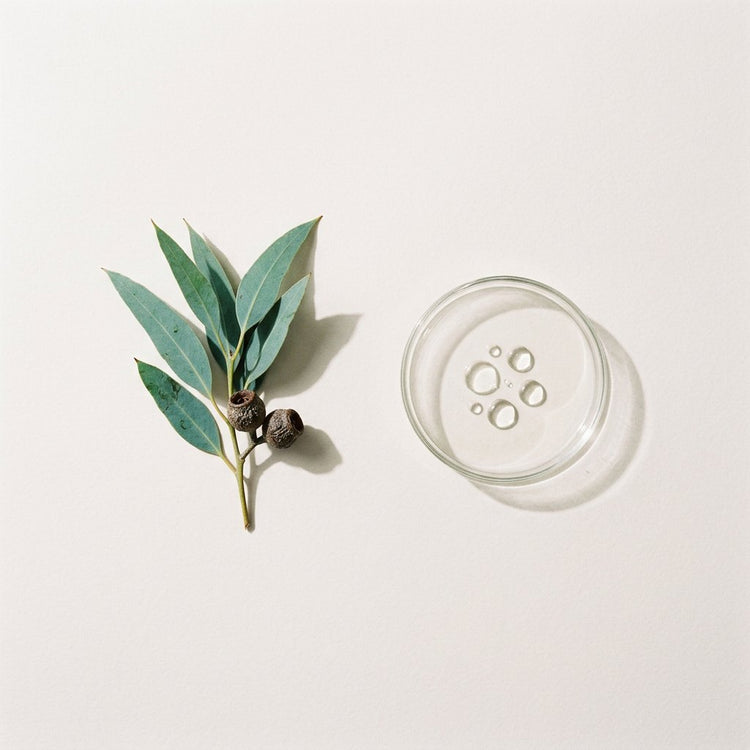 Eucalyptus: a sprig of eucalyptus leaves and gumnuts, beside a small glass dish of the oil.