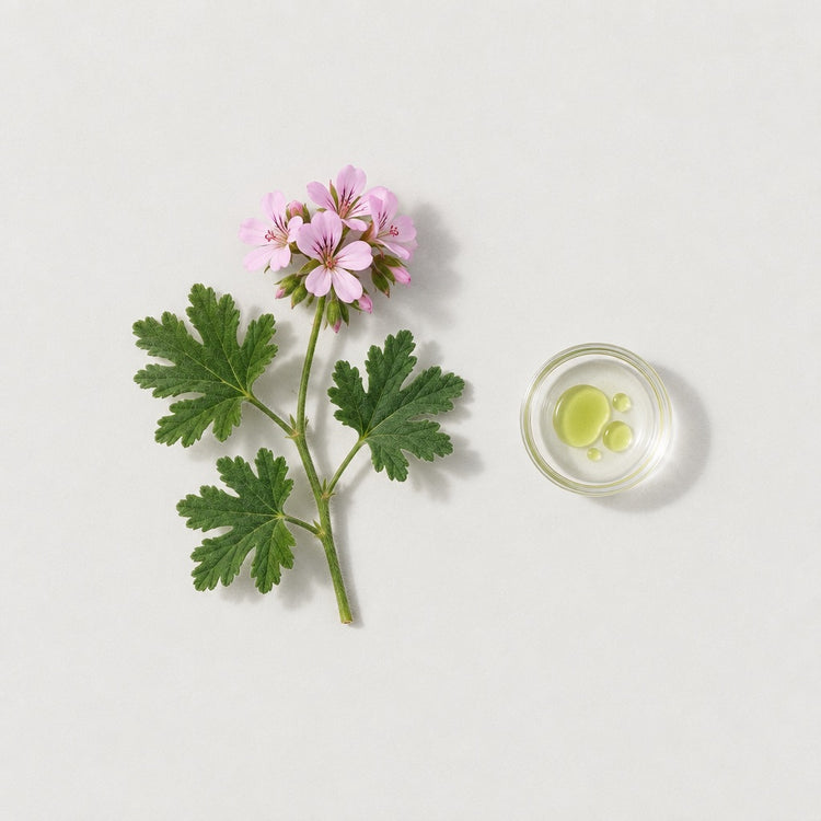 Geranium: a rose geranium stem with leaves and pink flowers, beside a small glass dish of the oil.