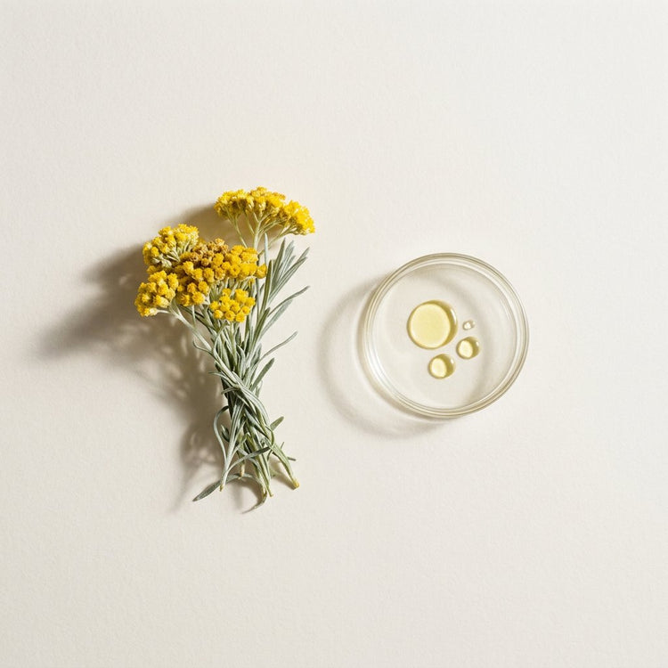 Helichrysum: golden helichrysum flowers, beside a small glass dish of the oil.