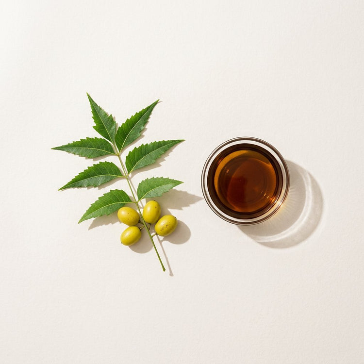 Neem: neem leaves and neem fruits, beside a small glass dish of the oil.