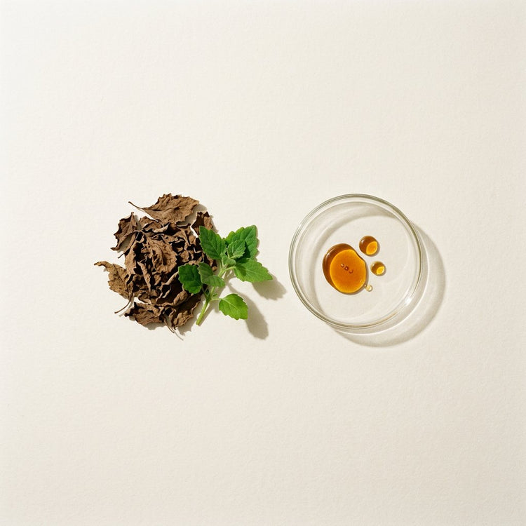 Patchouli: dried and fresh patchouli leaves, beside a small glass dish of the oil.