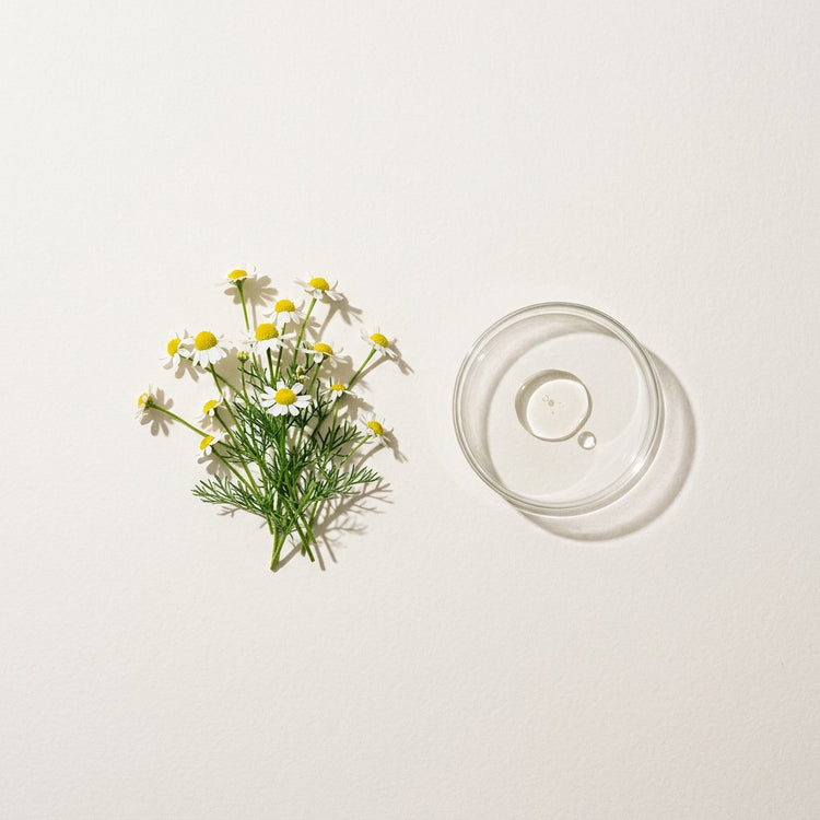 Roman Chamomile: Roman chamomile flowers, beside a small glass dish of the oil.