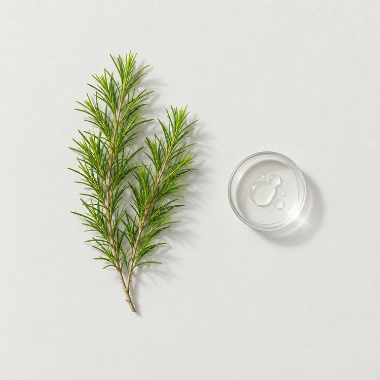 Tea Tree: two tea tree sprigs, beside a small glass dish of the oil.