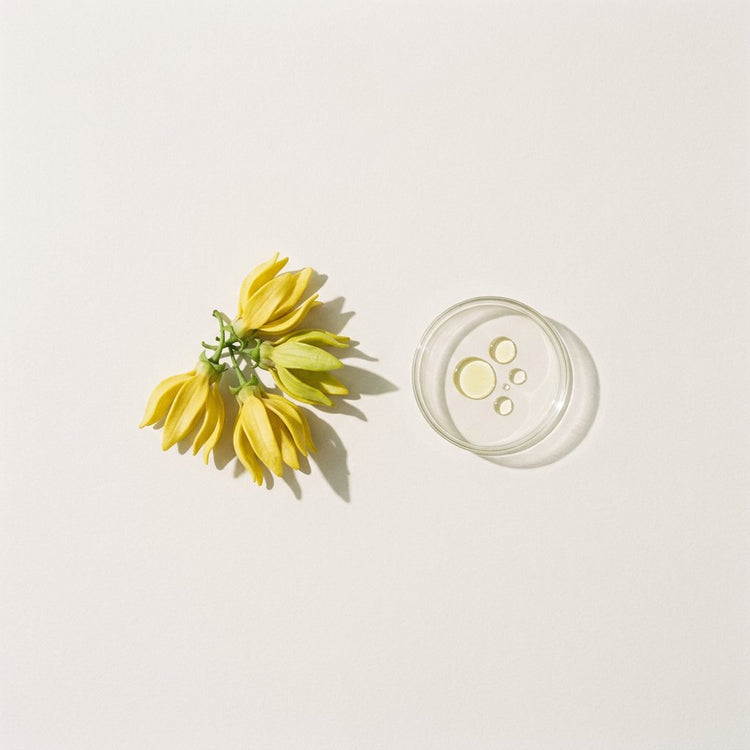 Ylang Ylang: yellow ylang ylang flowers, beside a small glass dish of the oil.